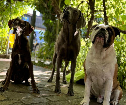 "Hundefutter und Hundesnacks von alex-manufaktur - alle Produkte für Hunde aus der Schweiz"