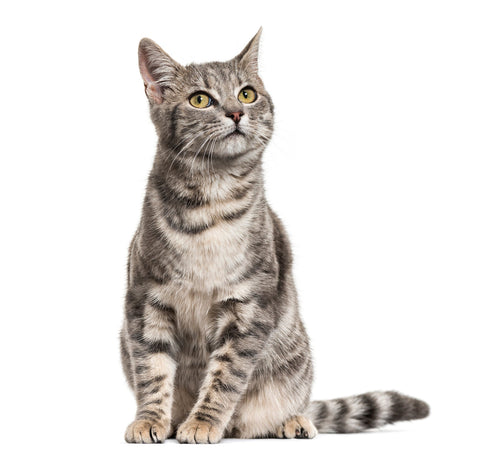 Für Katzen