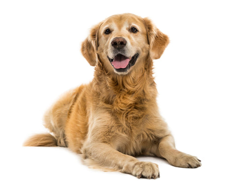 Für Hunde